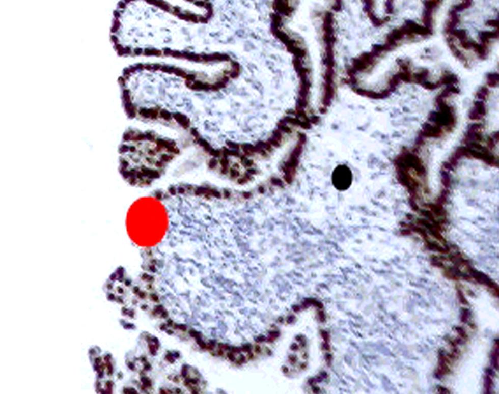 Rupolph through the Frost - Paul Garnett